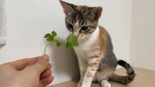 葉っぱのにおいを嗅ぐ猫