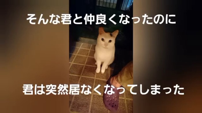 外で座る猫
