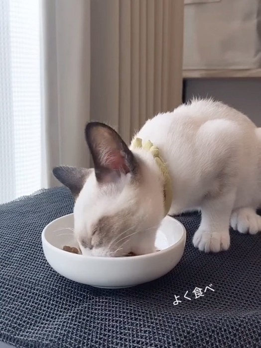 ご飯を食べる子猫