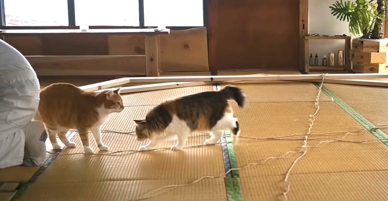 紐が気になる茶トラ白と長毛猫