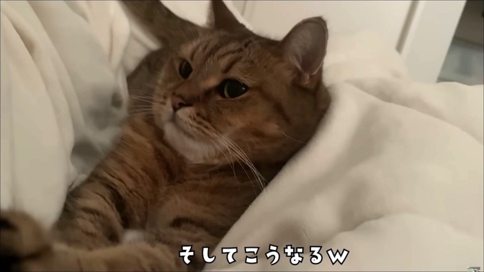 布団に寝転んでしまった猫