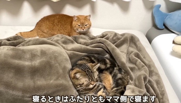 ママさんのベッドでくつろぐ2匹の猫