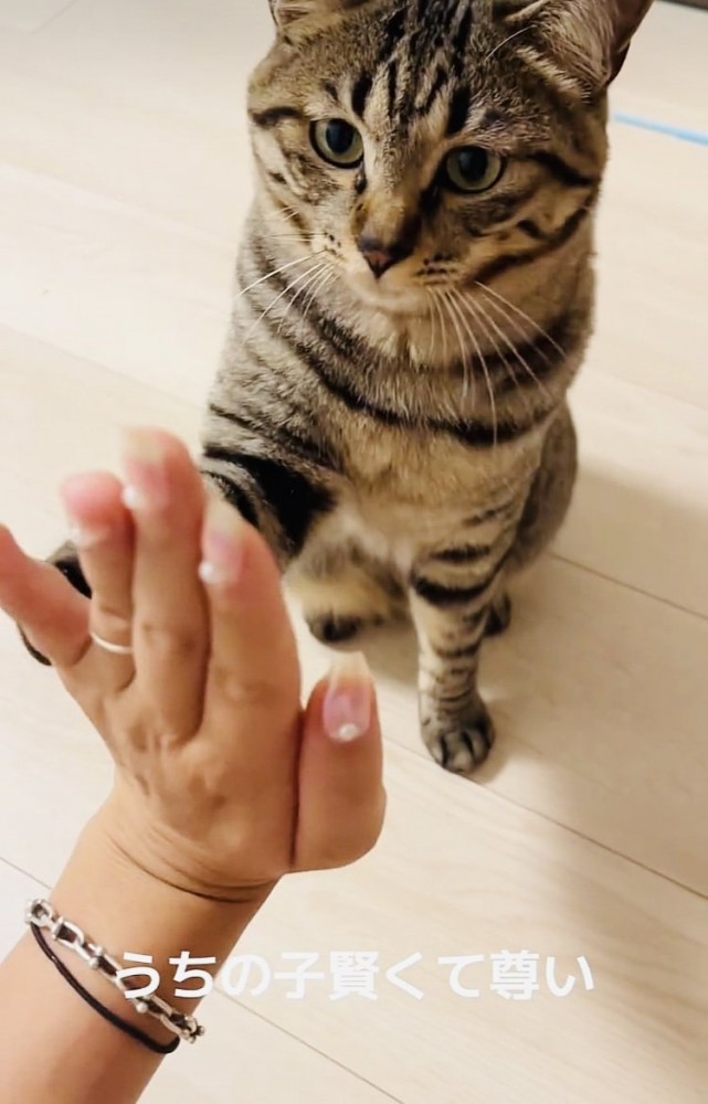 ママとハイタッチするキジトラ猫