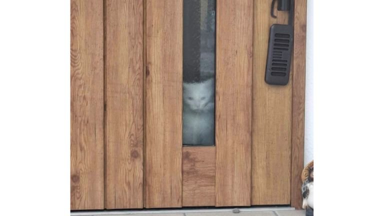 玄関にいる猫