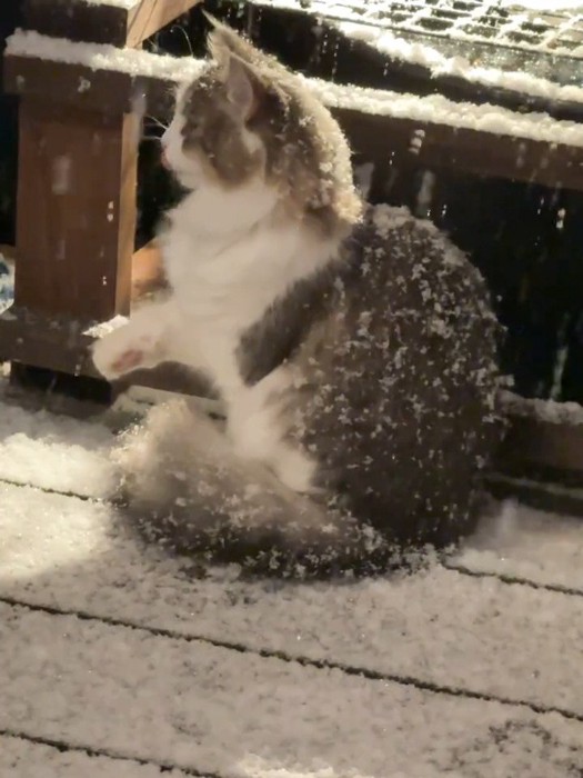 雪の中座る猫