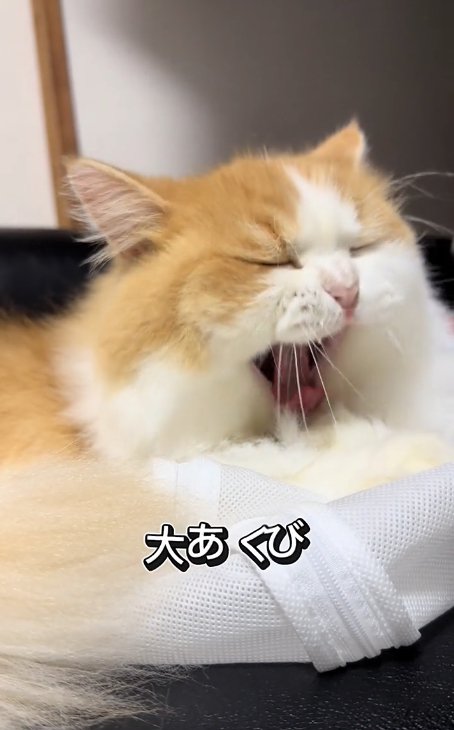 白い袋の上であくびをしている濃茶ハチワレ猫