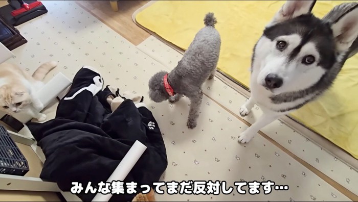 コタツ布団の前に集まる猫と犬たち
