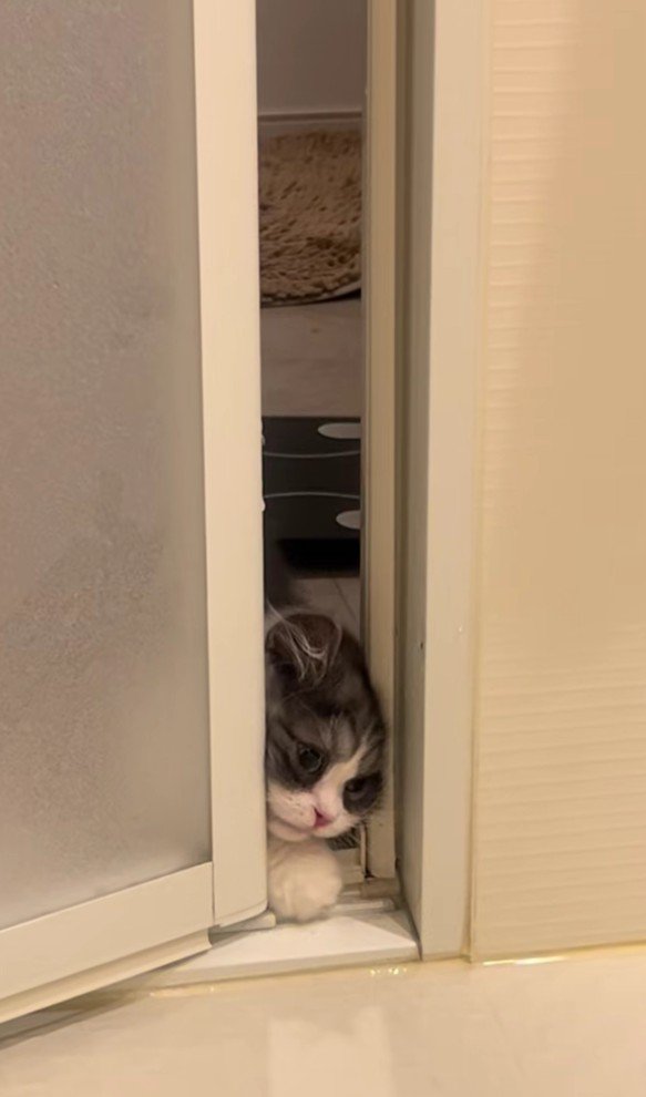 バスルームに入ろうとするトトロちゃん