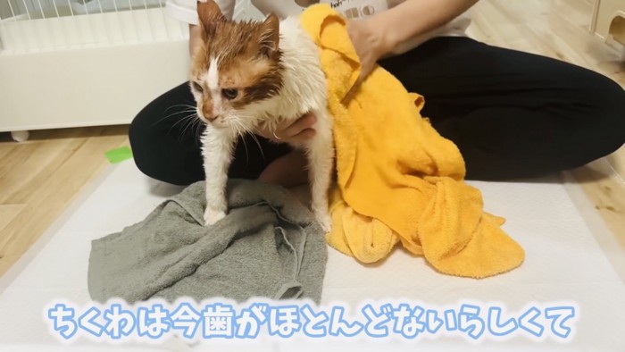パパにタオルドライされる茶白猫