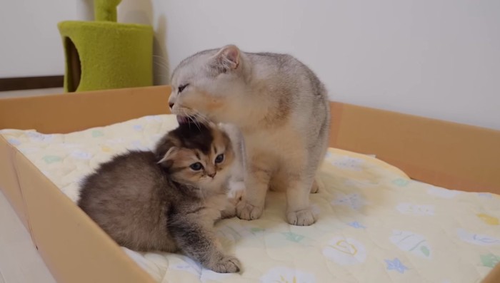 毛づくろいをしてあげるラテくん