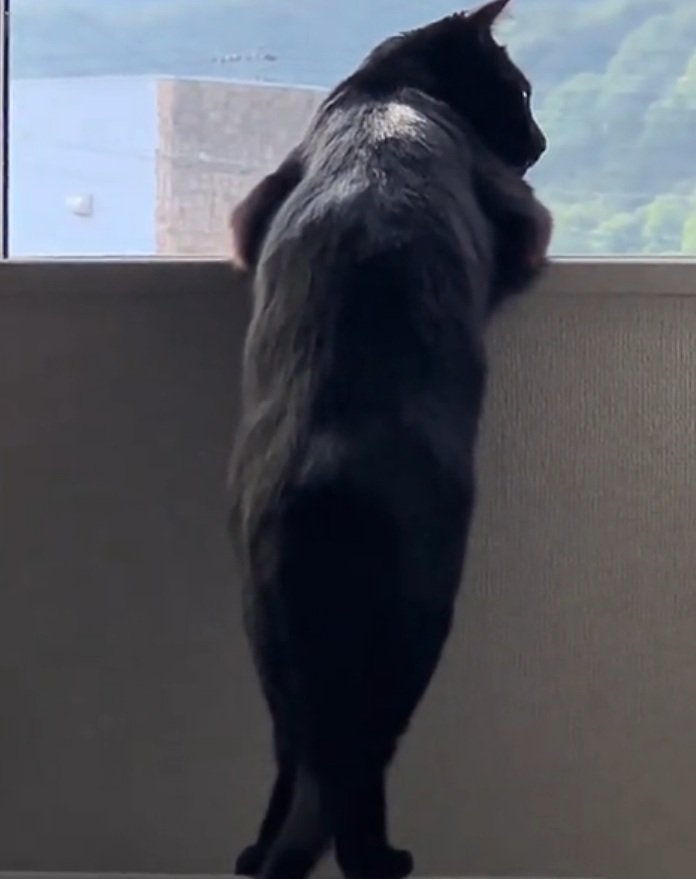 人間みたいな立ち姿の猫