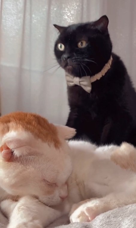 マッサージする小鉄くん・