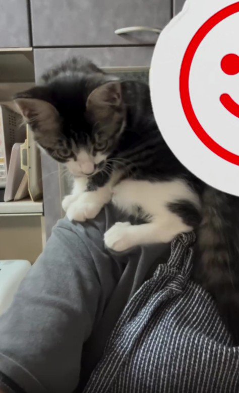 肩に乗っている猫