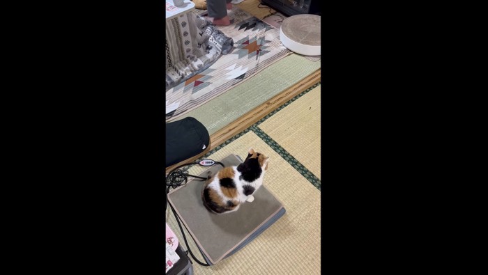 出待ちしているミケ