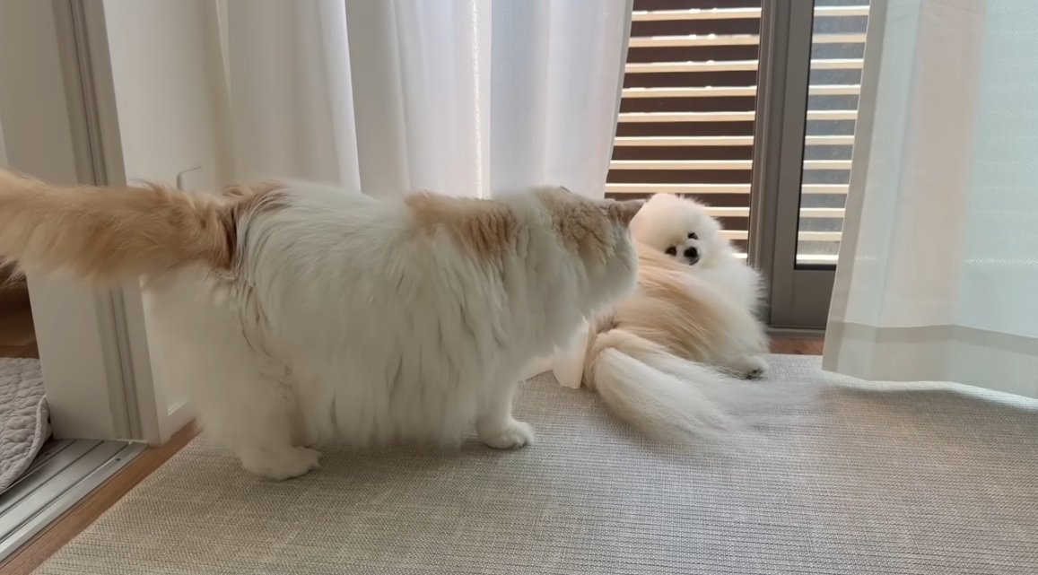 猫のことを振り返ってみている犬