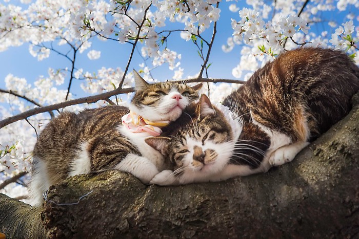 猫と桜