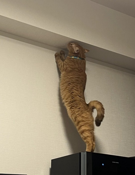 壁を探る猫