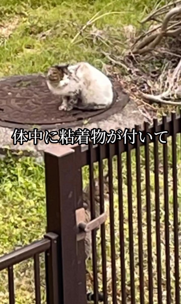 振り返る汚れた猫