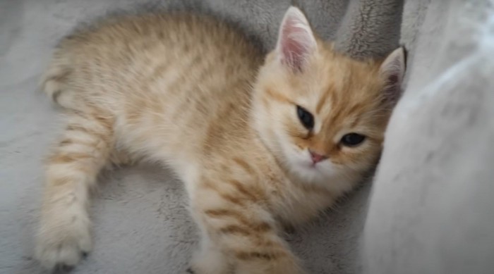 横になる子猫