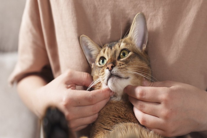 膝の上で顔を撫でられる猫