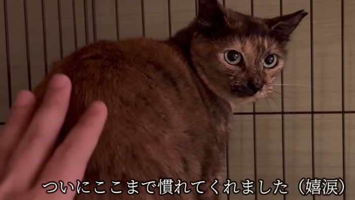 「ついにここまで慣れてくれました(嬉涙)」