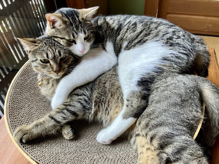 抱きついている2匹の猫