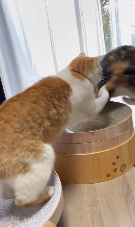 逃げる三毛猫に近づく茶白猫