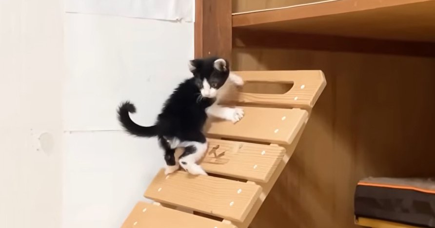 椅子を登るロアくん