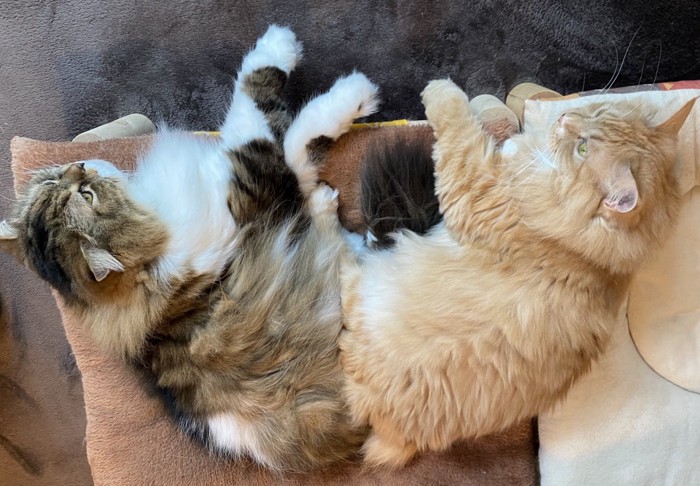 寝そべる2匹の猫