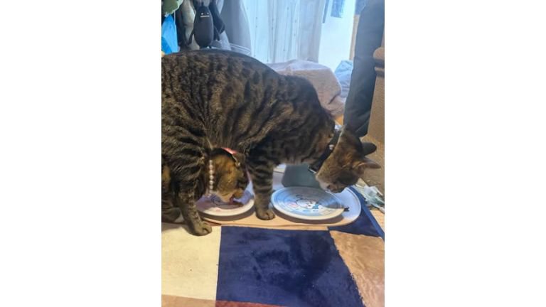 おやつを食べている猫たち
