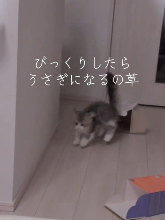 ジャンプする猫