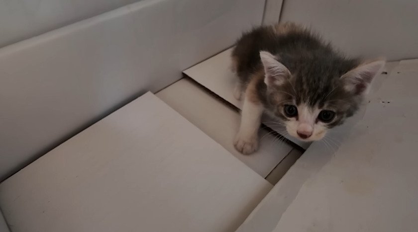 段ボールの中からこちらを見つめる子猫