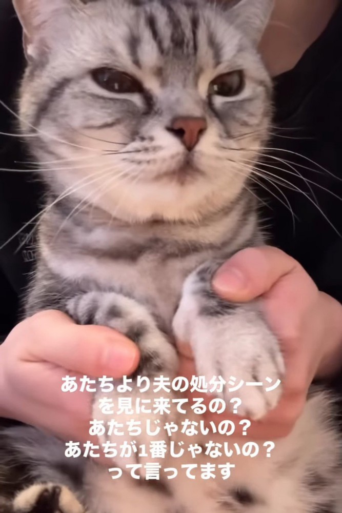 前足を持たれてる猫