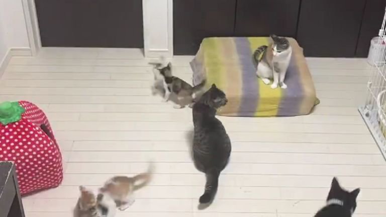 室内で過ごしている猫たち