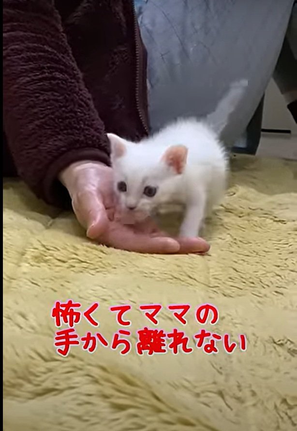 くっつくハクちゃん