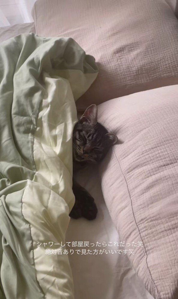 ベッドで寝ている五右衛門くん