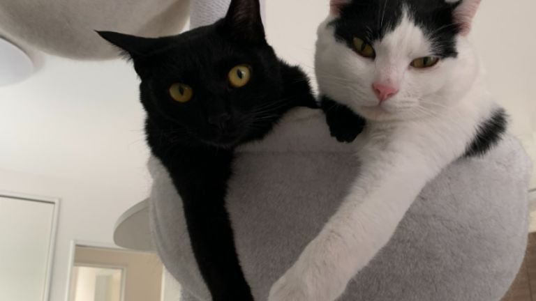 ハンモックにいる猫たち