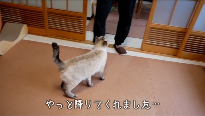 ペットスリングを着けている飼い主を見上げる猫