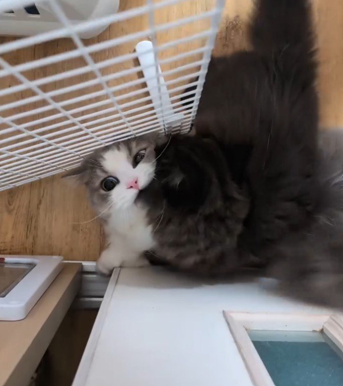 黒に噛みつくグレー白猫
