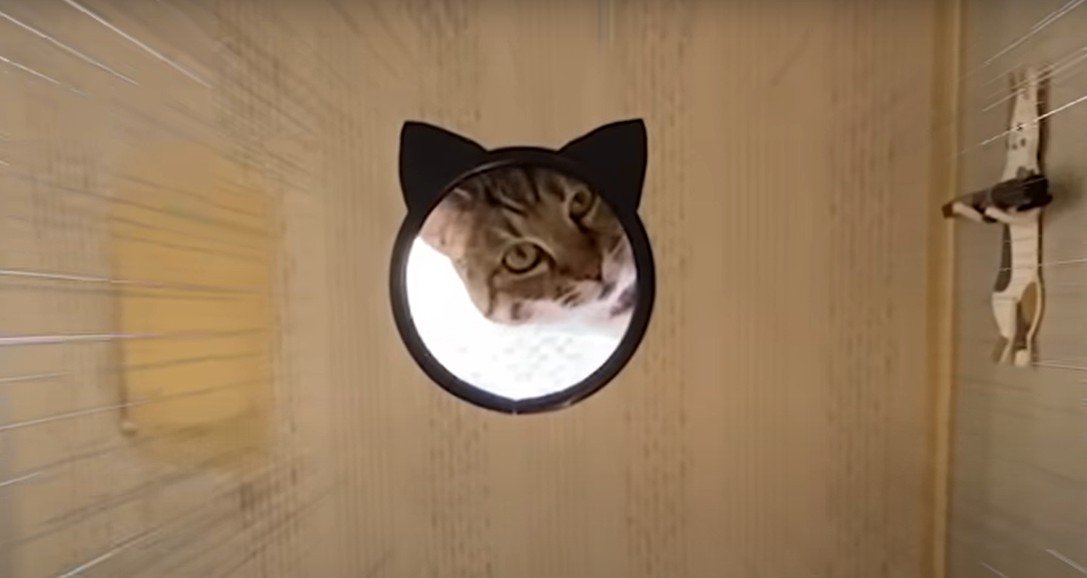 猫窓から顔を出す猫