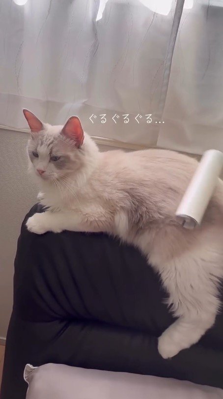 粘着テープを当てられて喉を鳴らす猫