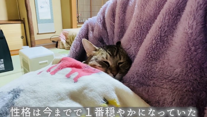 ママにくっついて眠るサビ猫