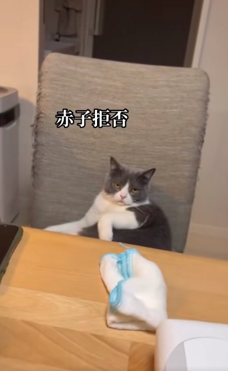 椅子の上で座って半目になっている猫