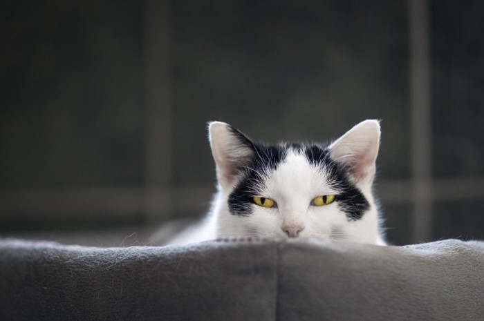 こちらを見ている猫