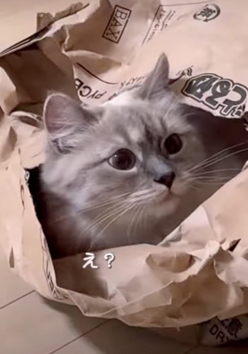 驚いて見返す猫