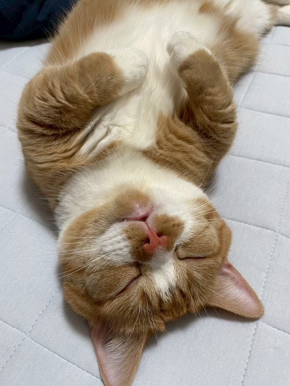 鏡を見るマンチカン