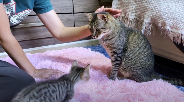 歩いてくる子猫