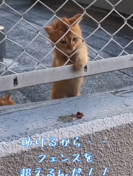 フェンスの向こう側にいる茶トラの子猫