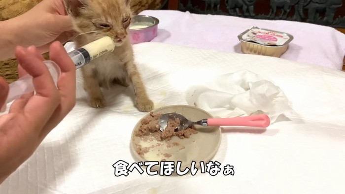 おすわりしてシリンジでミルクを飲む子猫