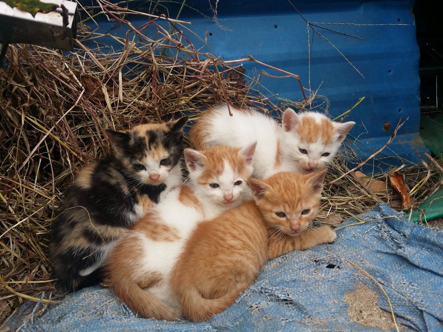 無防備な子猫たち